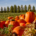 The Art of Food Photography in Pinal County, Arizona