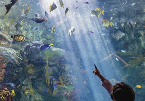 Exploring the Hidden Gem of Underwater Photography in Pinal County, Arizona