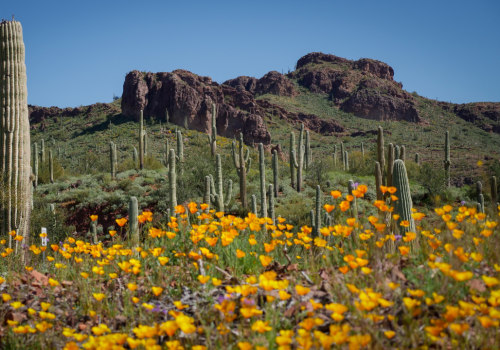 The Ultimate Guide to Photography Services in Pinal County, Arizona